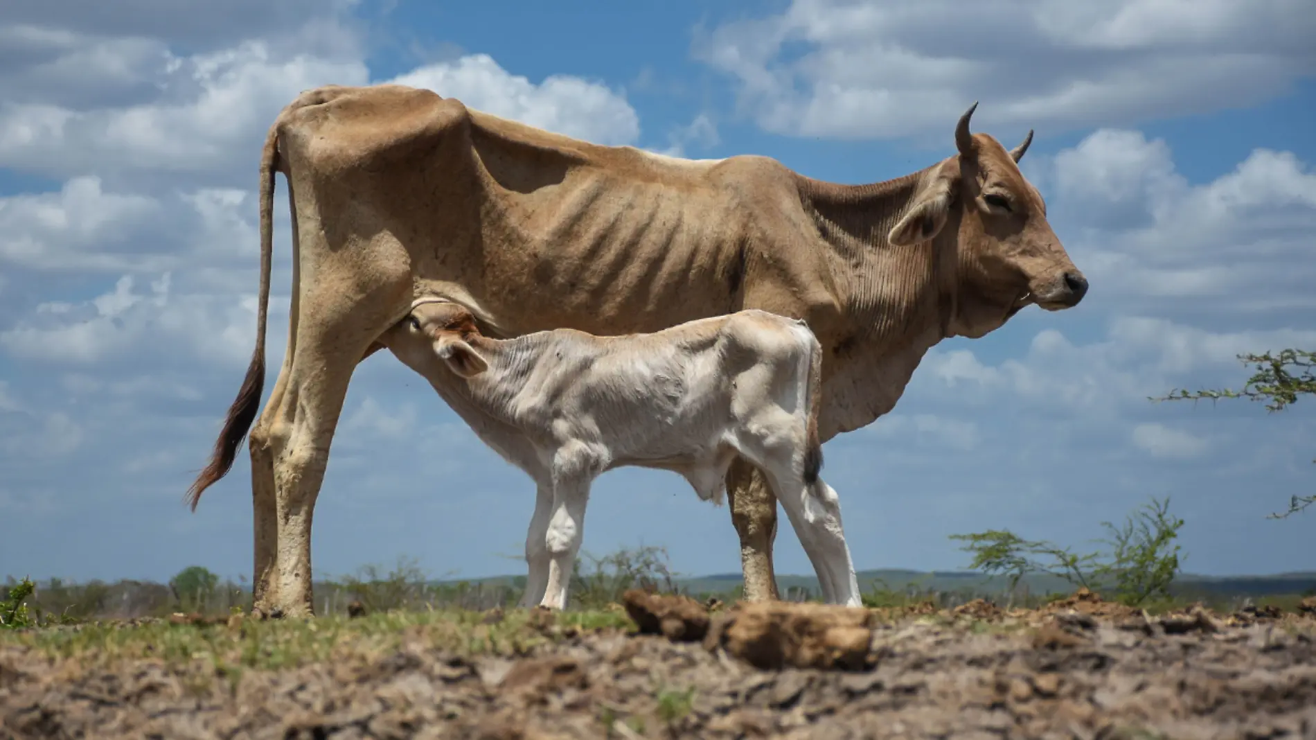 Vacas-Gusano Barrenador